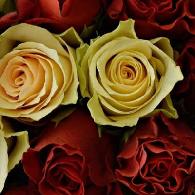 Kytice 100 RED KIWI 40cm