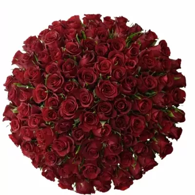 Kytice 100 rudých růží BURGUNDY 40cm