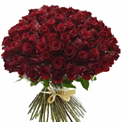 Kytice 100 rudých růží EXPLORER 60cm