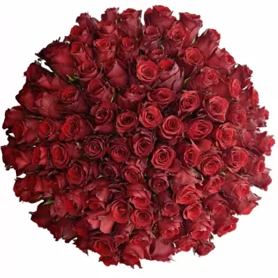 100 jednodruhových červených růží EXPLORER 80 cm v kytici