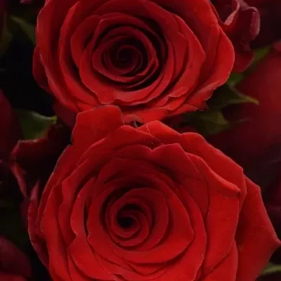 Kytice 100 rudých růží INCREDIBLE 60cm