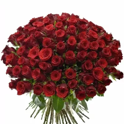 Kytice 100 rudých růží INCREDIBLE 60cm