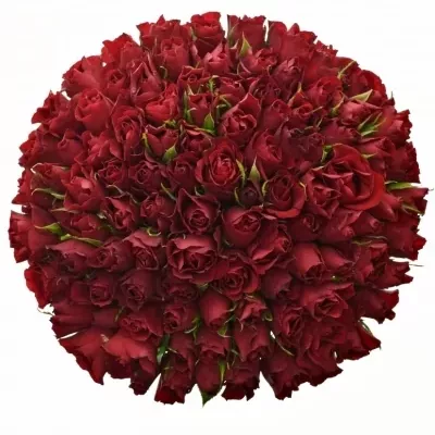 Kytice 100 rudých růží RED TIFFANY 40cm