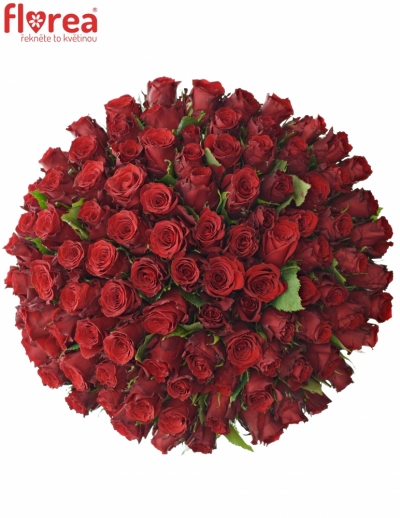 Kytica 100 červených ruží RED TORCH