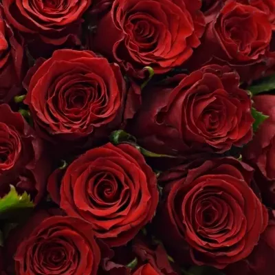 Kytice 100 rudých růží RED TORCH
