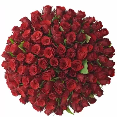 Kytice 100 rudých růží RED TORCH 50cm