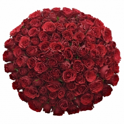 Kytice 100 rudých růží RED VALENTINO 70cm