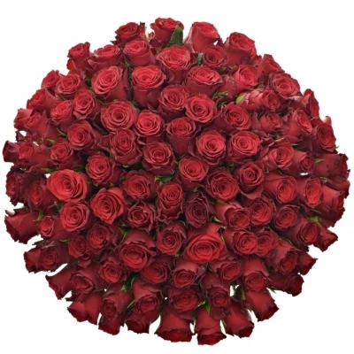 Kytice 100 rudých růží RHODOS