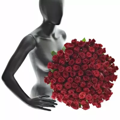 Kytice 100 rudých růží RHODOS 60cm