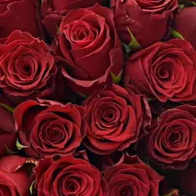 Kytica 100 červených ruží RHODOS