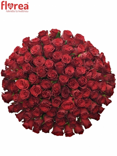 Kytice 100 rudých růží RHODOS 60cm