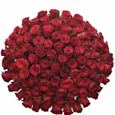 Kytice 100 rudých růží RHODOS 80cm