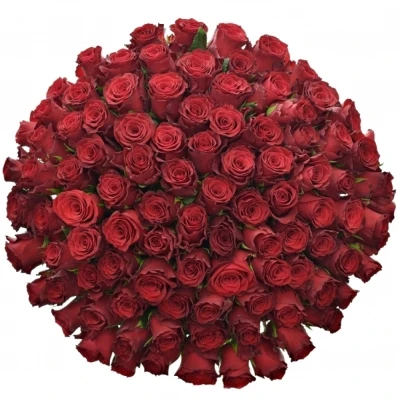 Kytice 100 rudých růží RHODOS