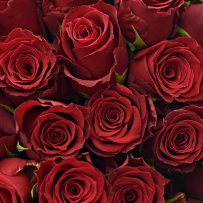 Kytice 100 rudých růží RHODOS
