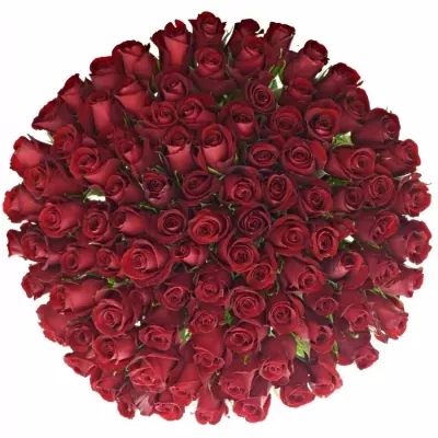 Kytice 100 rudých růží THUNDER 70cm