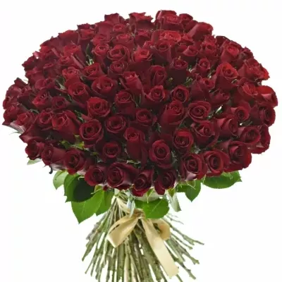 Kytice 100 rudých růží THUNDER 60cm