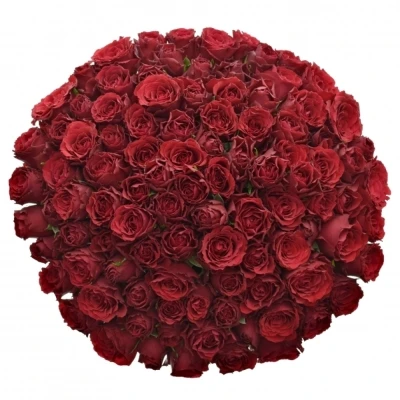 Kytice 100 rudých růží UPPER CLASS (S)
