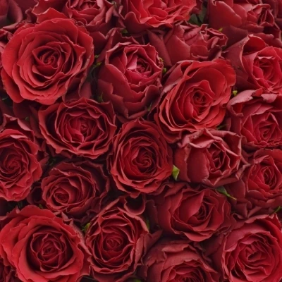 Kytice 100 rudých růží UPPER CLASS (S)