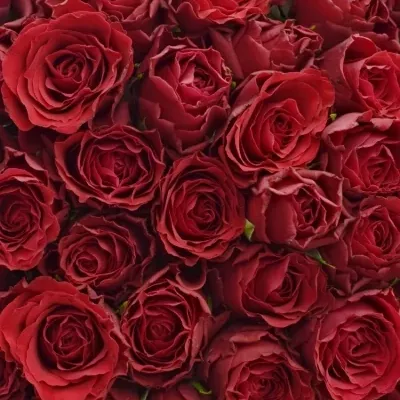 Kytice 100 rudých růží UPPER CLASS (S)