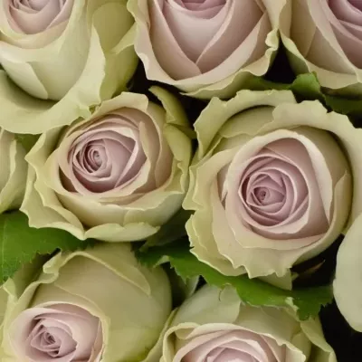 Kytice 100 růží AIRLA 50cm