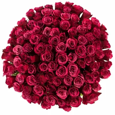 Kytice 100 růží AMALIA 50cm
