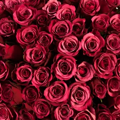Kytice 100 růží AMALIA