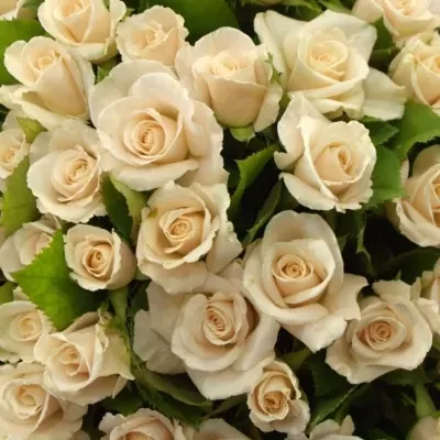 Kytica 100 ruží CHAMPAGNE