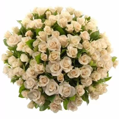 Kytice 100 růží CHAMPAGNE