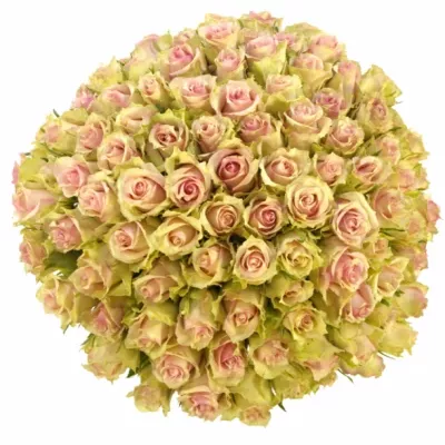 Kytica 100 ruží DREAMLAND 40cm