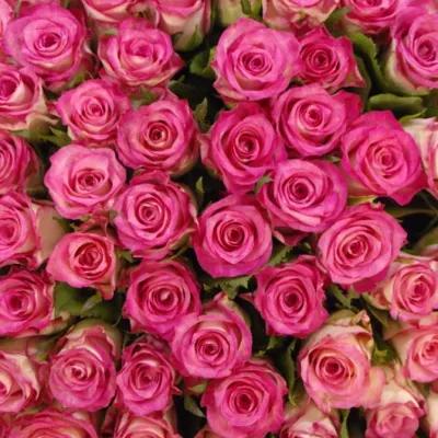 Kytice 100 růží ENSEMBLE 50cm