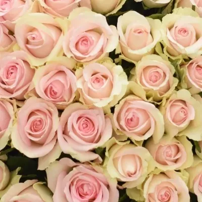 Kytice 100 růží HONOLULU 