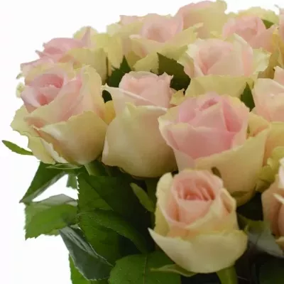 Kytice 100 růží HONOLULU 