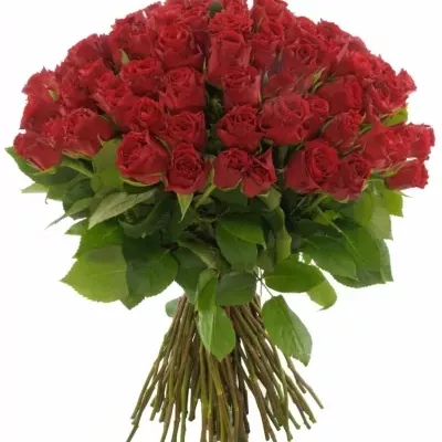 Kytice 100 růží HOT BLOOD