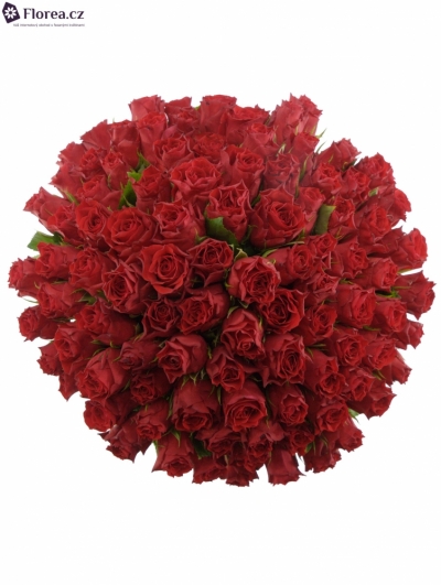 Kytice 100 červených růží HOT BLOOD 60cm