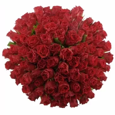 Kytice 100 červených růží HOT BLOOD 60cm