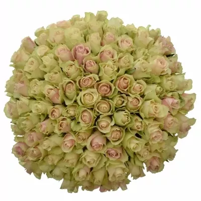 Kytica 100 krémovozelených ruží LA BELLE 50cm