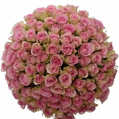 Kytice 100 žíhaných růží LOVELY JEWEL 50cm