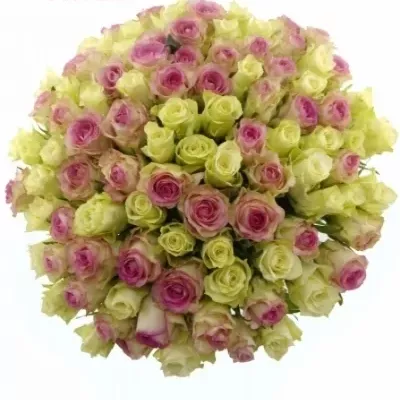 100 míchaných vícebarevných růží AGAPA 60 cm v kytici
