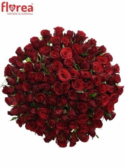 Kytice 100 rudých růží PRESTIGE 45cm