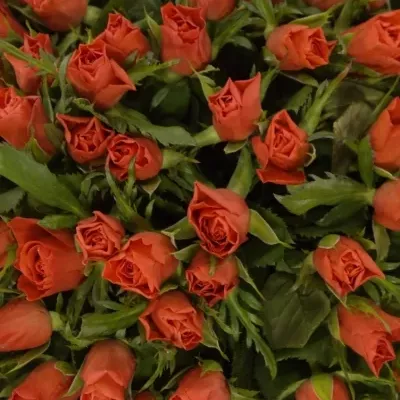 Kytica 100 ruží PUNCH