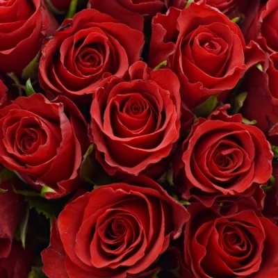 Kytice 100 růží Red Calypso