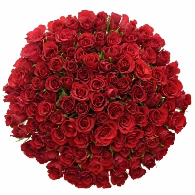 Kytice 100 růží Red Calypso