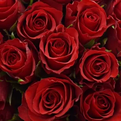 Kytica 100 ruží Red Calypso