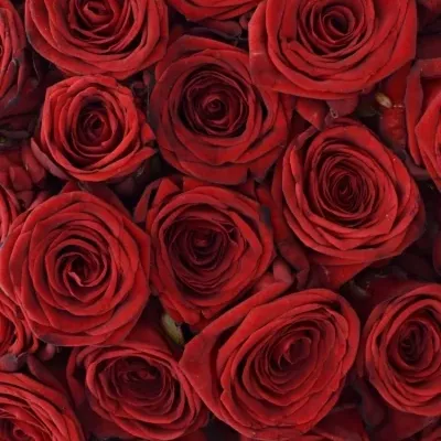 Kytice 100 růží RED NAOMI!