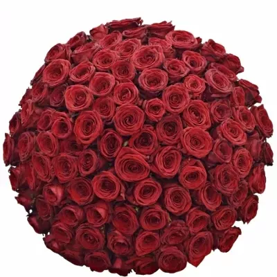 Jednodruhová kytice 100 červených růží RED NAOMI! 50 cm