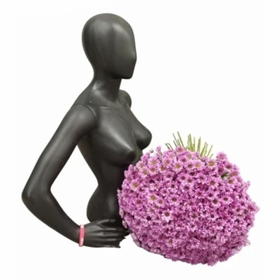 Kytice 100 růžová chryzantéma santini