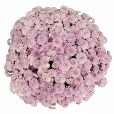 Kytice 100 ružová plnokvetá chryzantéma santini 55cm