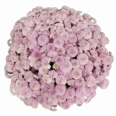 Kytice 100 růžová plnokvětá chryzantéma santini 55cm