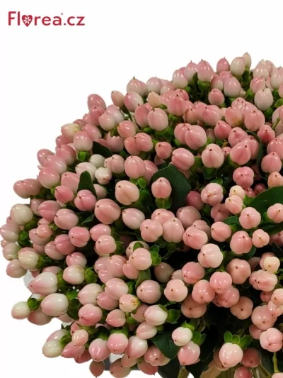 Kytice 100 růžové hypericum