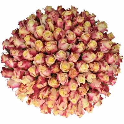 Kytice 100 růžovožlutých růží RIGOLETTO 50 cm